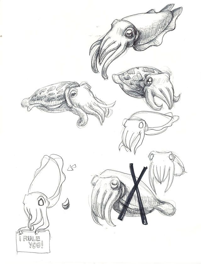 639x840 Flamboyant Cuttlefish Drawing Net