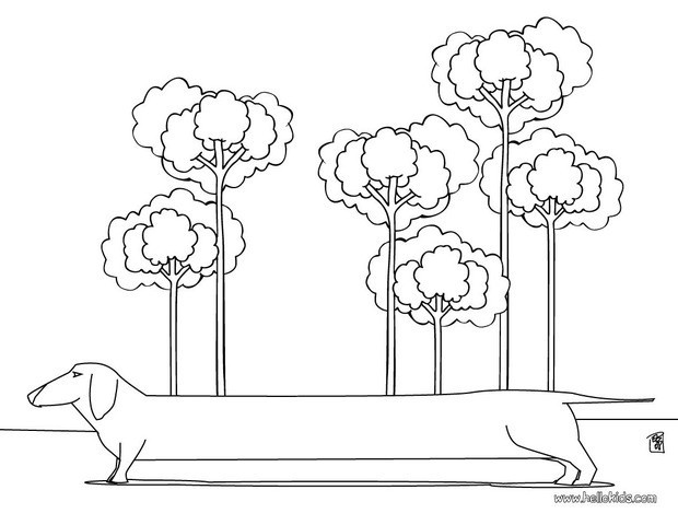 620x480 Dachshund Coloring Pages