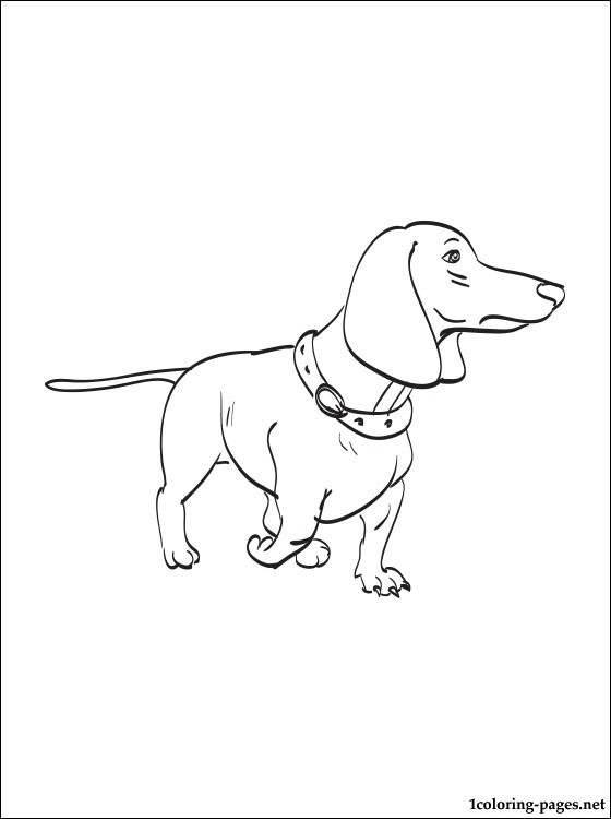 560x750 Dachshund Coloring Page Coloring Pages