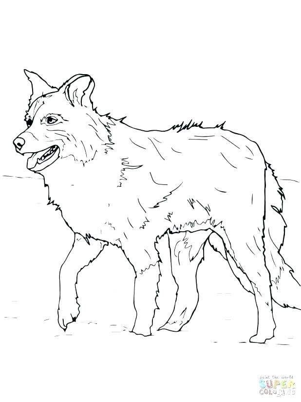 618x824 Collie Coloring Pages