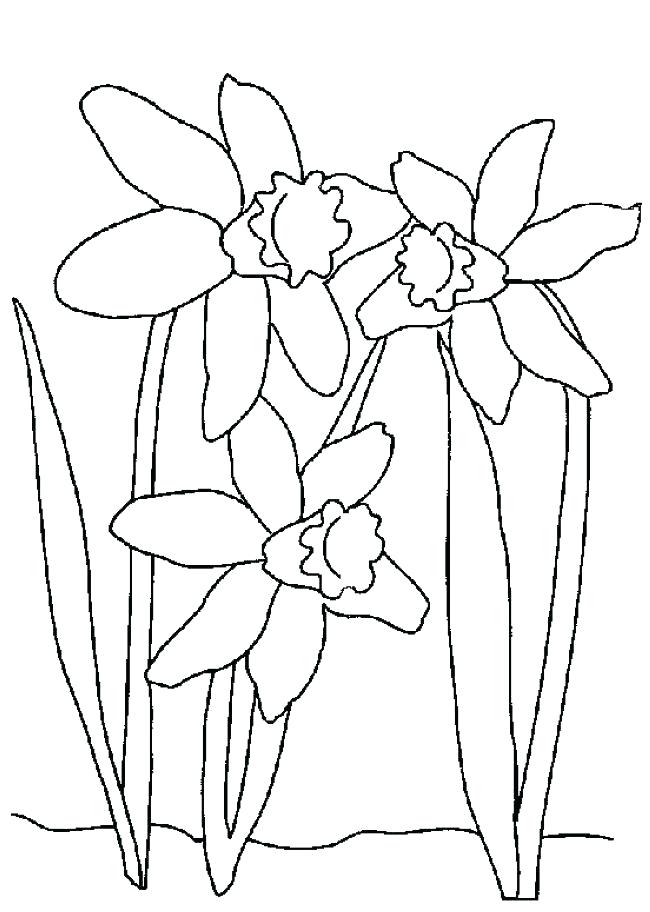 650x912 Daffodil Coloring Page March Daffodils Coloring Page Free Flowers
