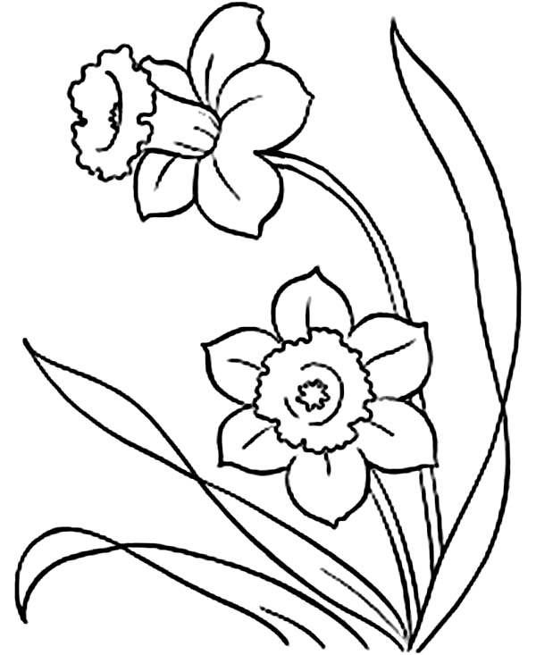 600x733 Picture Of Daffodil Flower Coloring Page