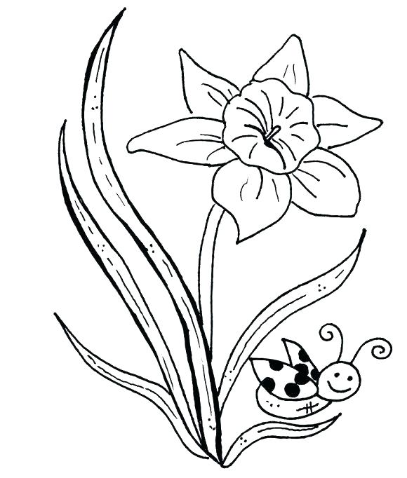 580x682 Daffodil Coloring Page