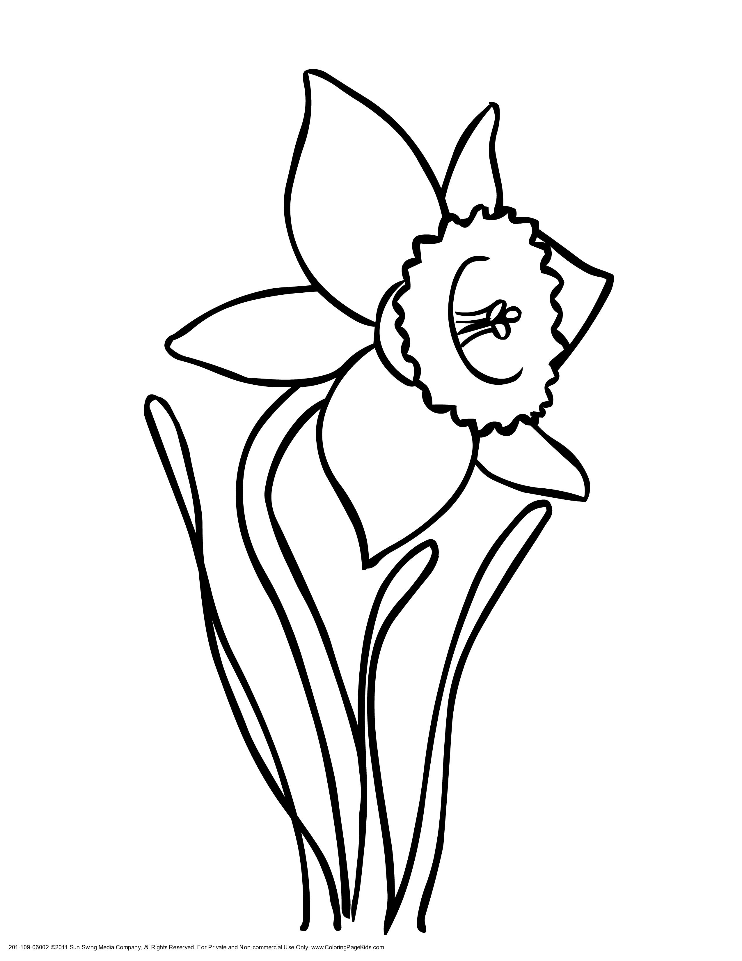 2550x3300 Daffodil Coloring Page