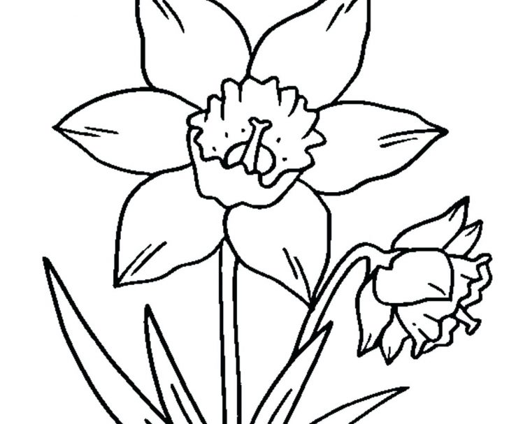 728x607 Lily Pad Flower Coloring Awesome Daffodil Page Pages Daffodils