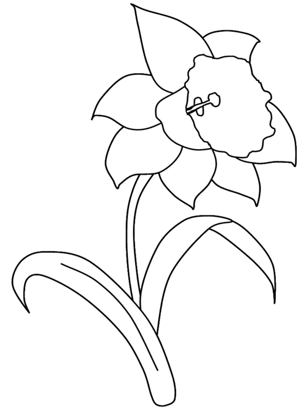 1024x1365 New Daffodil Flower Coloring Pages Collection Printable Coloring