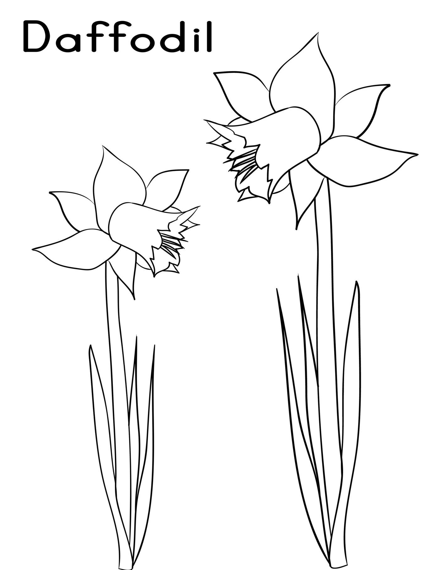1353x1815 Two Daffodils Flower Coloring Page Flower Coloring Pages