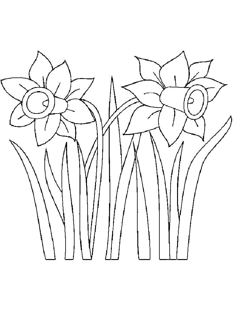 750x1000 Daffodil Coloring Page