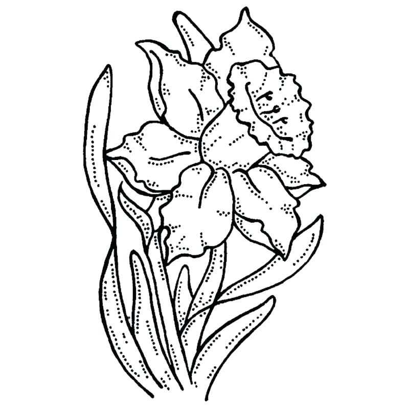 800x800 Daffodil Coloring Page March Coloring Pages Free Pictures