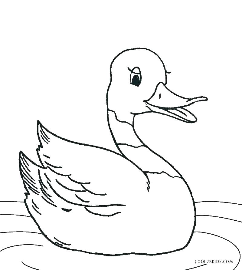 800x892 Duck Coloring Page Coloring Pages Of A Duck Ducks Coloring Pages