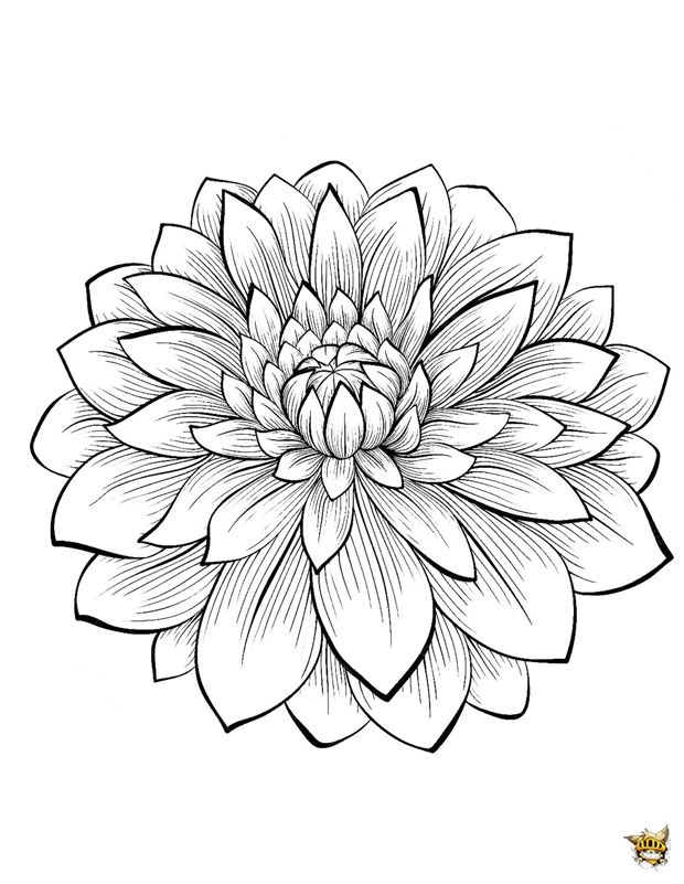 620x801 Dahlia Fleurs Dahlia, Diy Wall Art And Crayons