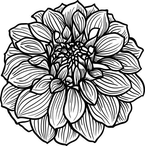 477x480 Hand Drawn Dahlia Flower Painting