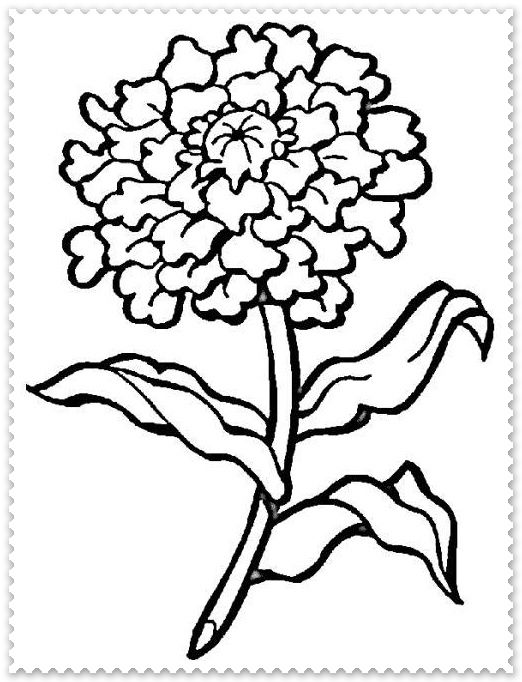522x682 Chrysanthenumcrizantema