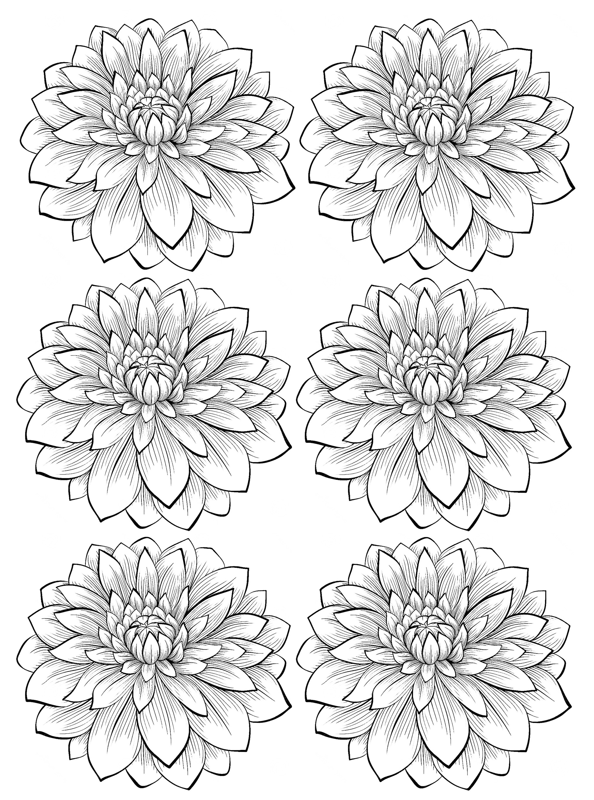 2028x2733 Six Dahlia Flower
