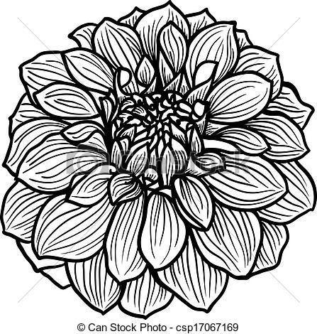 447x470 Dahlia Drawings Graphics, Drawing, Drawings, Vector Image