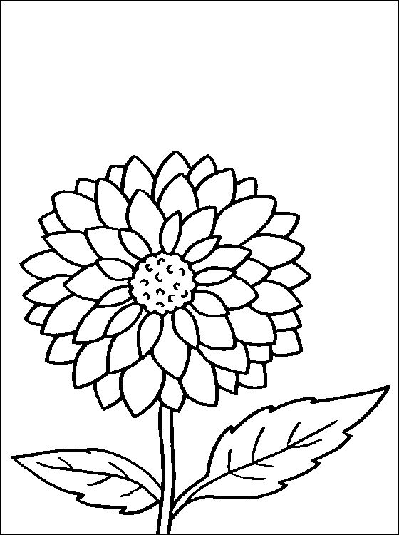 560x750 Flower Page Printable Coloring Sheets Dahlia Coloring Page