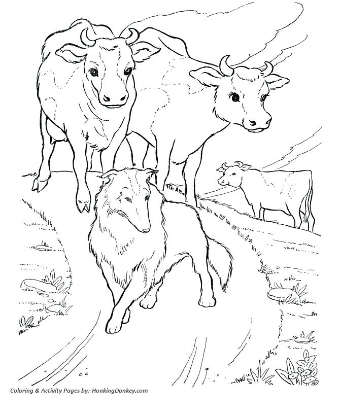 670x820 Cow Pictures To Color Or Cow Coloring Pages Photo Pictures