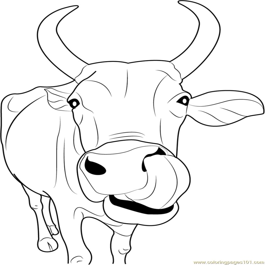 1024x1024 Exciting Dairy Cow Coloring Pages Printable Of Cows
