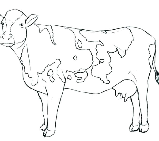 678x600 Free Cow Coloring Pages Printable Cow Free Cow Coloring Pages