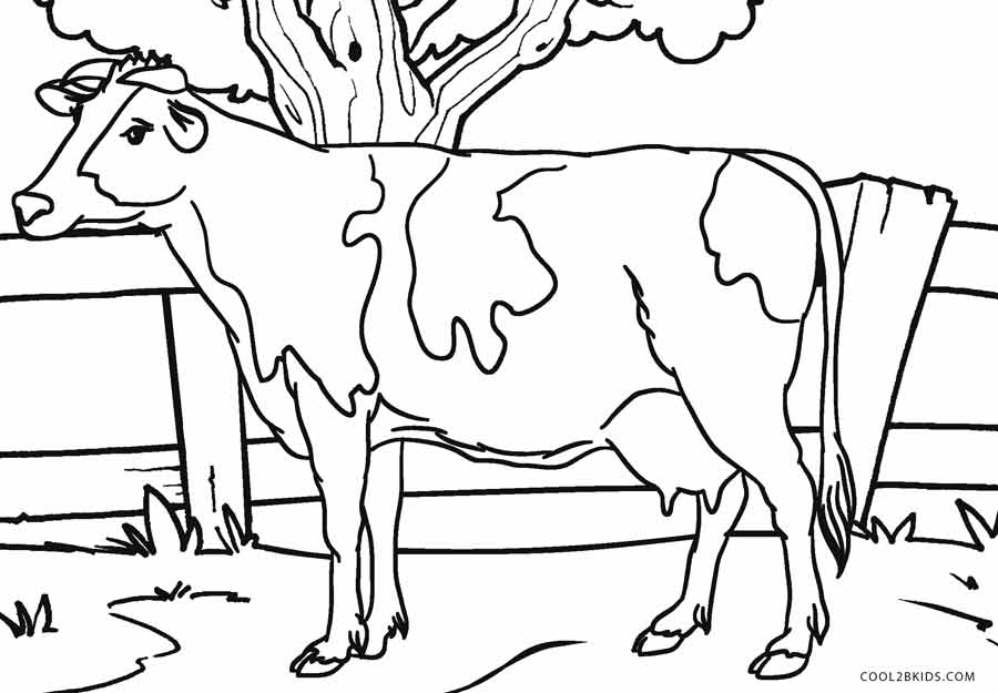 900x625 Free Printable Cow Coloring Pages For Kids