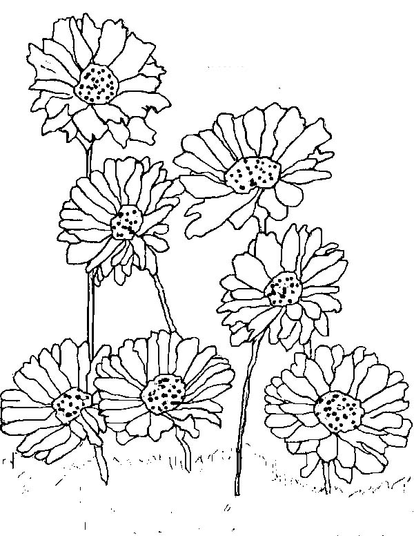 600x776 Planting Daisy Flower Coloring Page