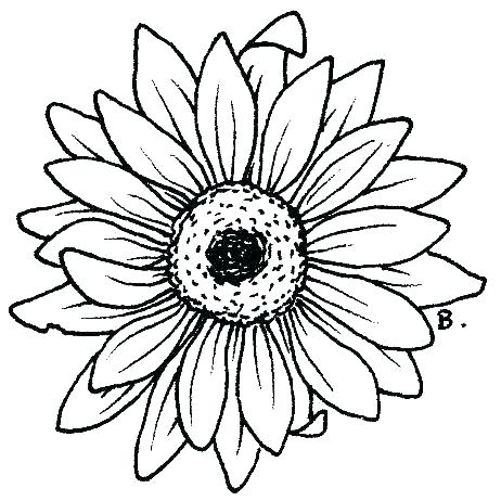 462x462 Daisy Coloring Page Daisy Coloring Pages Coloring Pages Daisy