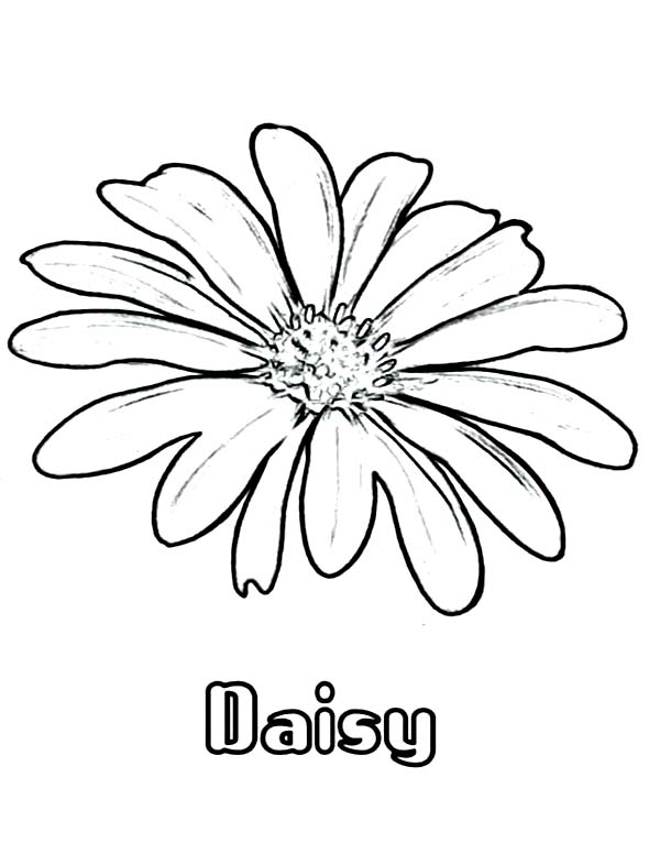 600x776 Daisy Flower Coloring Page For Kids
