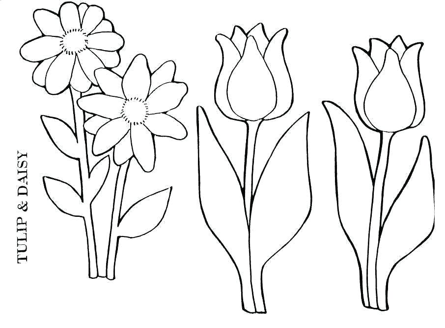 906x667 Daisy Flower Coloring Pages Flower Garden Coloring Pages Interest