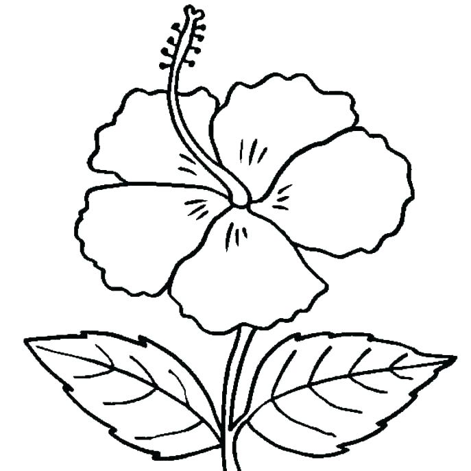 687x687 Daisy Flower Coloring Pages Free Medium Size