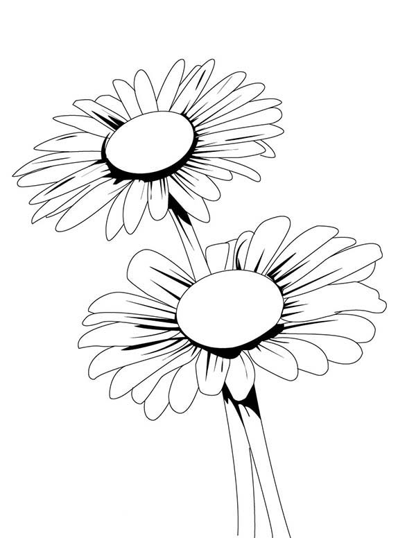 600x776 Blooming Daisy Flower Coloring Page