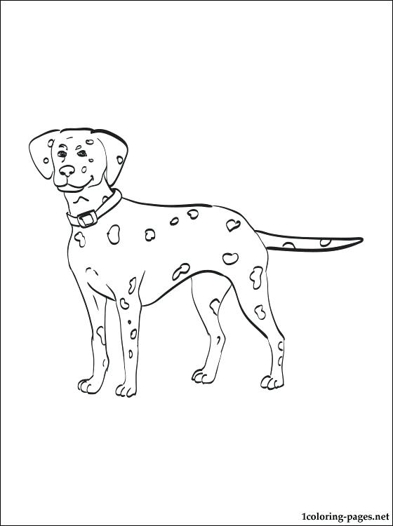 560x750 Dalmation Para Colorear Dalmatian Coloring Page Dibujos Para