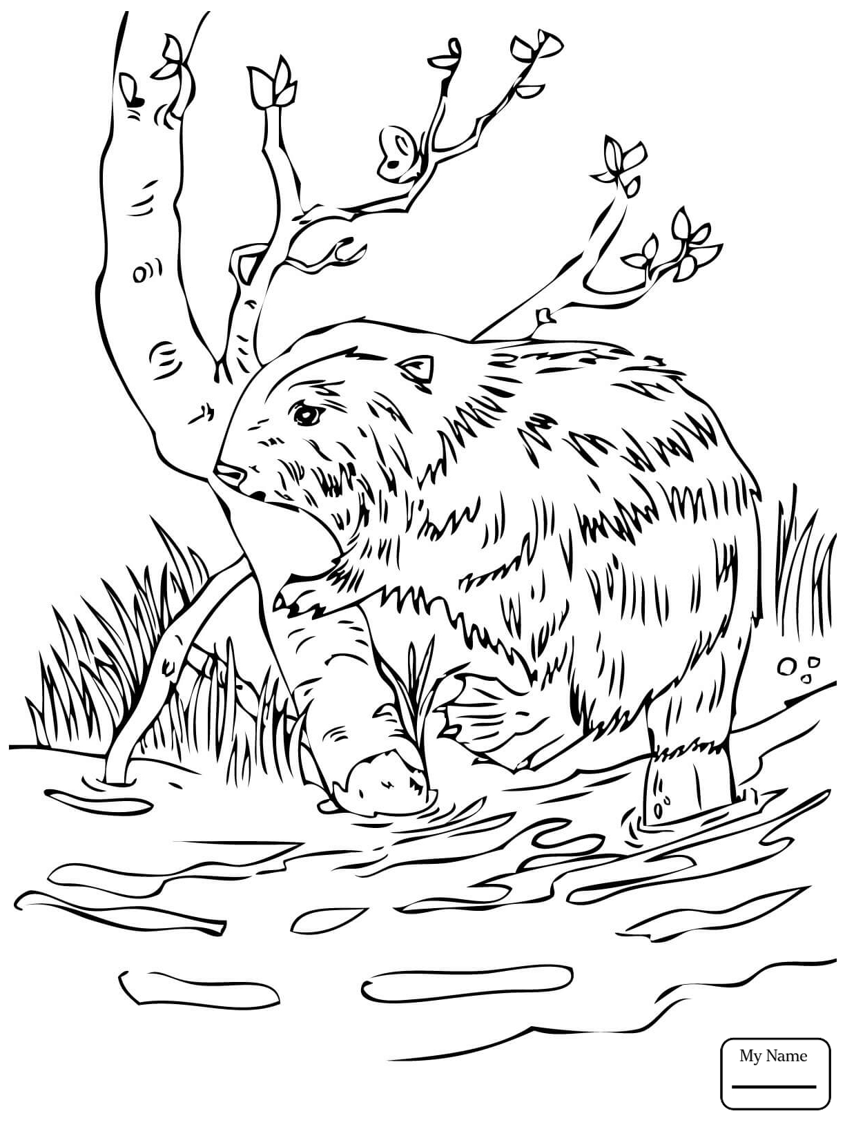 1224x1632 Best Of American Beaver Coloring Pages Gallery Printable