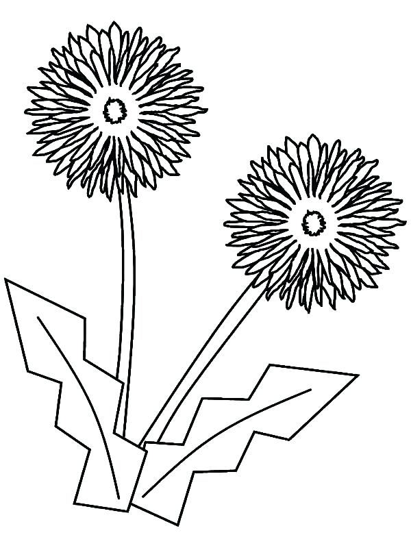 600x800 Dandelion Coloring Pages Aster Flower Origami Coloring Pages