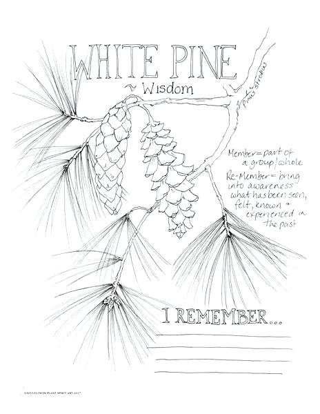 464x600 Dandelion Coloring Pages Dandelion Coloring Page Adult Coloring