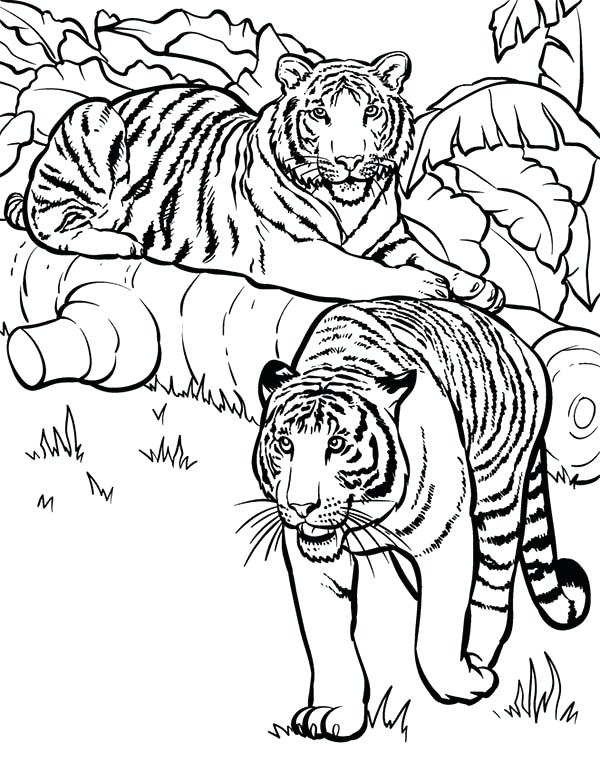 600x763 Coloring Pages Tiger Tiger Two Tigers Ready For Hunting Coloring