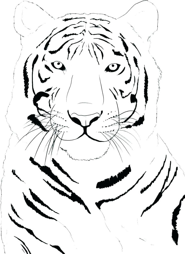 747x1024 Printable Tiger Coloring Pages Tiger Ring Pages R Page Tigers