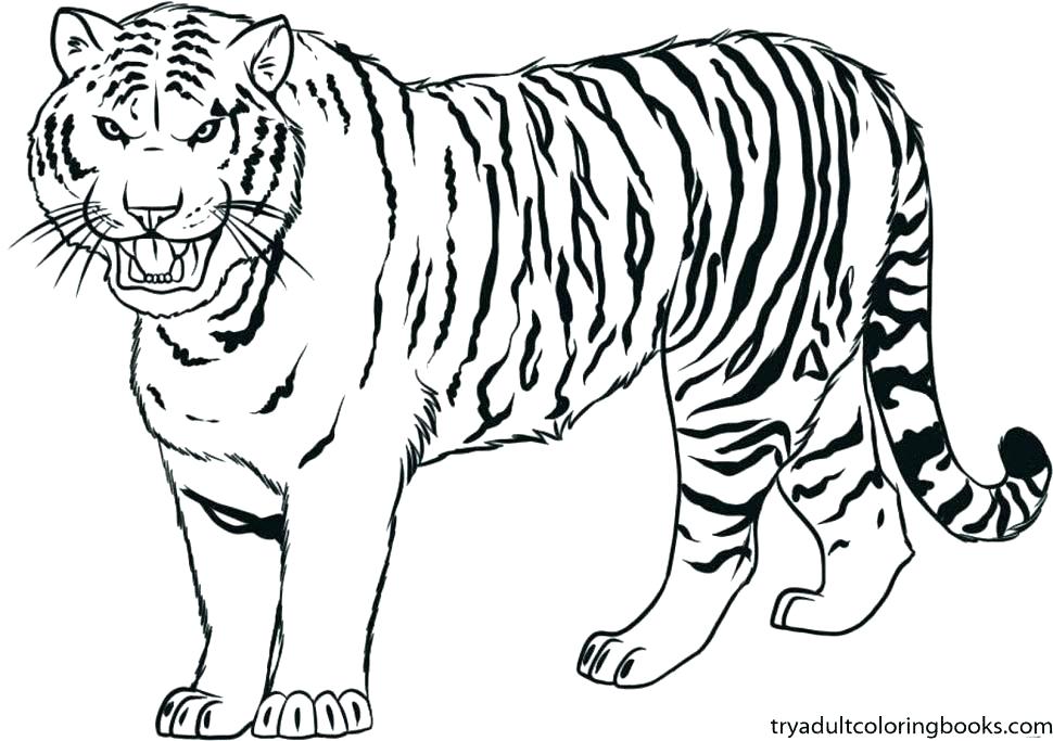 970x683 Free Tiger Coloring Pages Tiger Face Coloring Page Printable