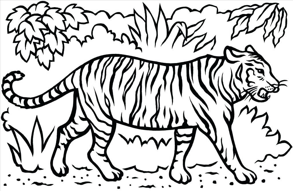 1023x666 Printable Tiger Coloring Pages Tiger Color Page Best Tiger