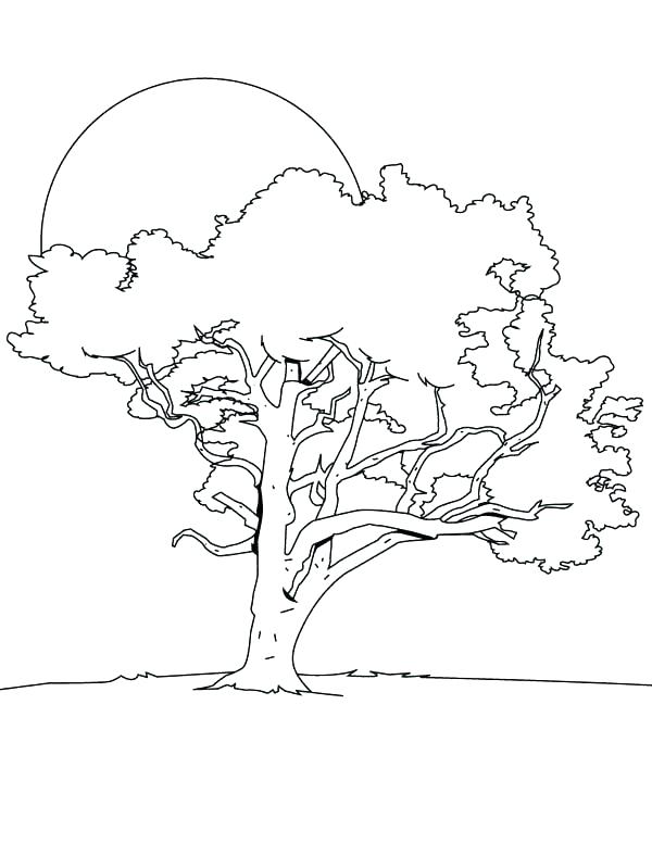 600x776 Bare Tree Coloring Page Trees Coloring Pages Arbor Day Coloring