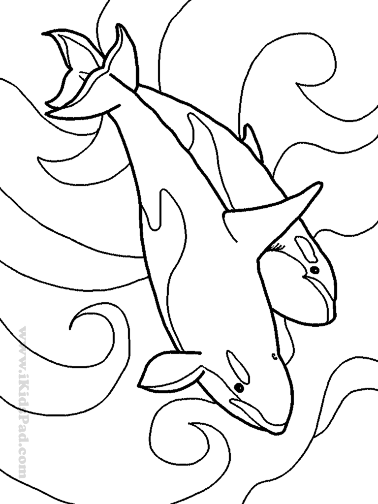 768x1024 Dead Sea Animal Coloring Pages Coloring Pages For Applique