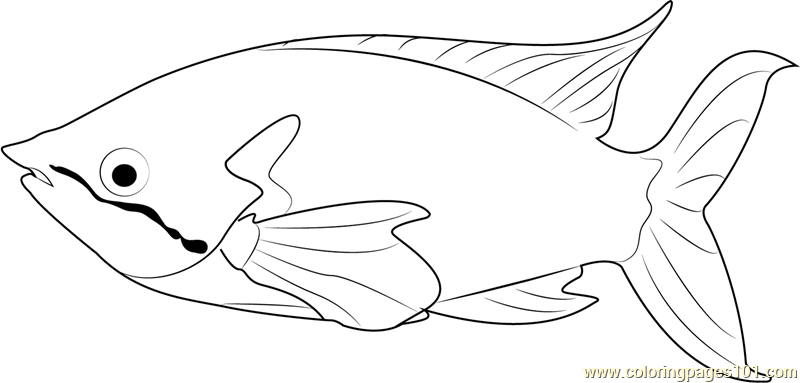 800x383 Other Fish Coloring Pages