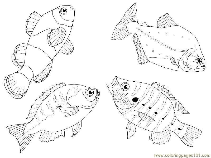 800x600 Fishes Different Views Coloring Page