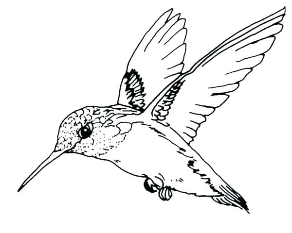 600x480 Robin Bird Coloring Pages Robin Bird On Dead Tree Branch Coloring