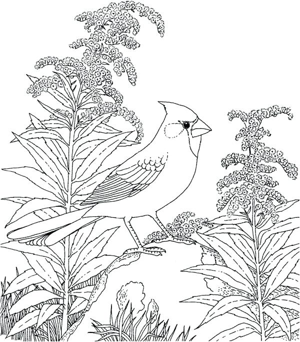 600x683 Cardinal Coloring Pages Goldfinch Cardinal Bird Stand On Dead Tree
