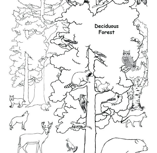 612x600 Forest Animals Coloring Pages Forest Animal Coloring Pages