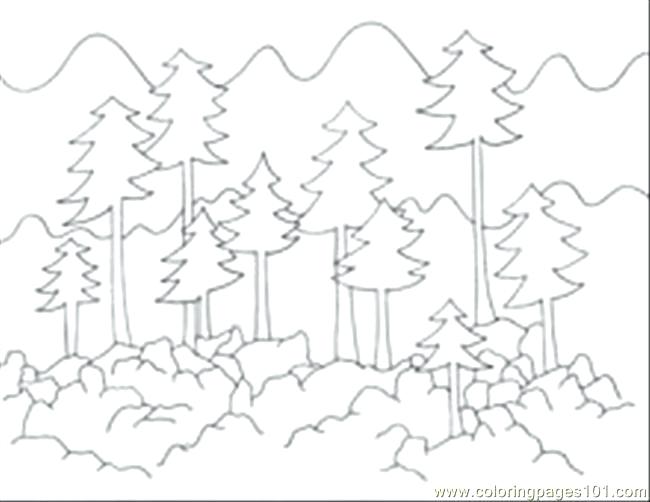 650x502 Forest Coloring Forest Coloring Pages Animal Habitat Coloring