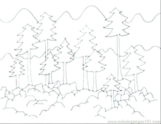 650x502 Forest Coloring Pages Forest Coloring Page Perfect Forest Coloring