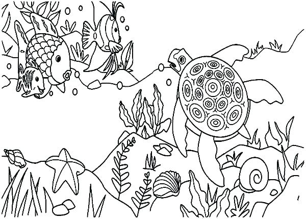600x429 Temperate Rainforest Coloring Pages