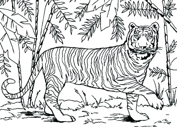 600x431 Coloring Pages Forest Coloring Pages Forest Forest Coloring Page