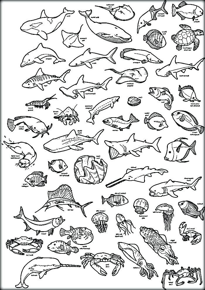 700x992 Underwater Sea Creatures Coloring Pages